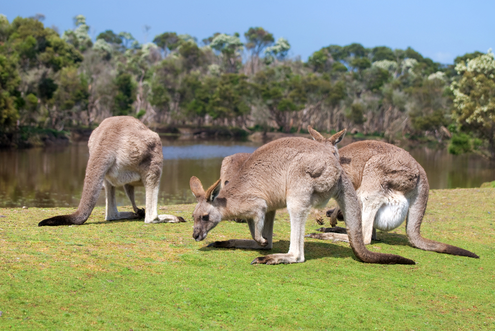 Take a ride on the Puffing Billy Steam Train and explore Phillip Island’s wildlife and scenery