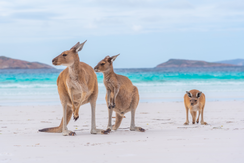 Kangaroos at Lucky Bay in Australia