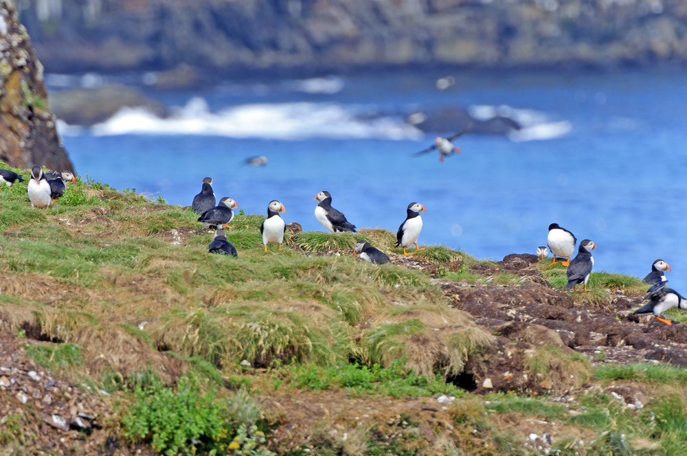 A puffin perched on a rocky cliff with the ocean in the background near Reykjavik, Iceland