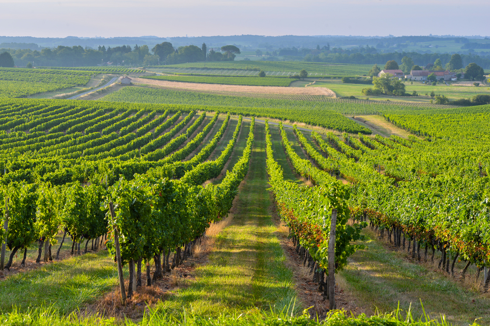 Vineyards surrounding the medieval village of Saint-Émilion with stone buildings and a church tower, France