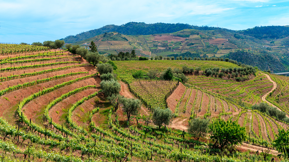 Scenic view of the Douro River winding through vineyard-covered hills with a small river cruise boat sailing near terraced slopes in Portugal’s Douro Valley.
