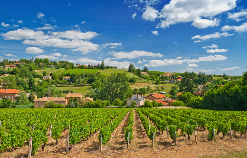 Full-Day Private Beaujolais Tour in a Vintage Land Rover